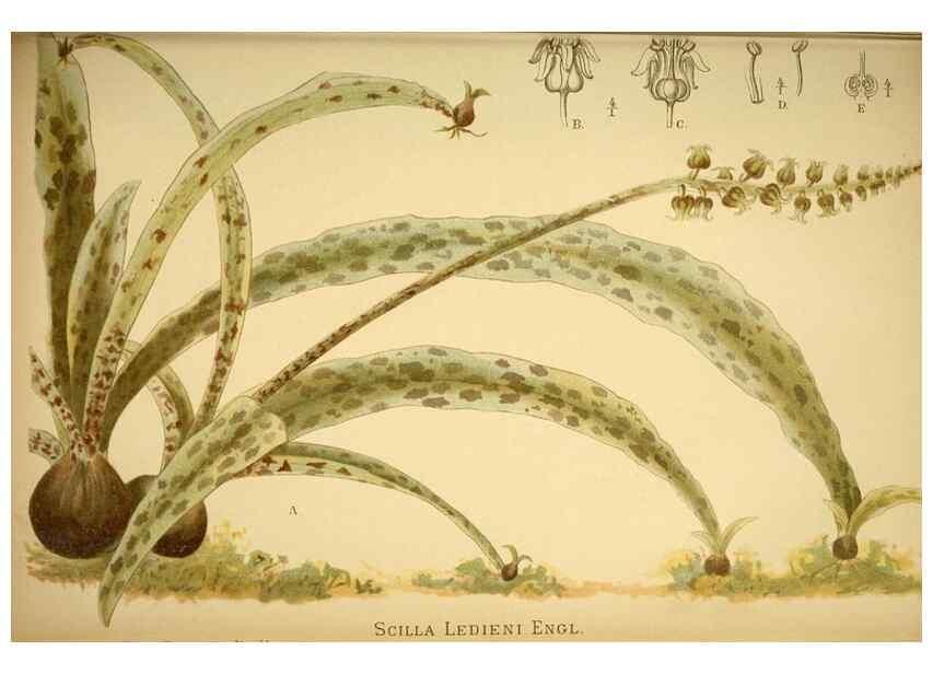 Reproducción/Reproduction 49717710921: Gartenflora.. Erlangen :F. Enke,1852-1940.. 