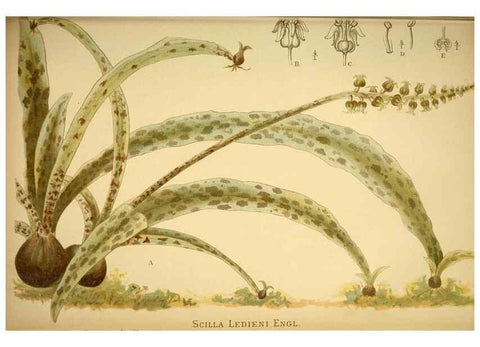 Reproducción/Reproduction 49717710921: Gartenflora.. Erlangen :F. Enke,1852-1940.. 
