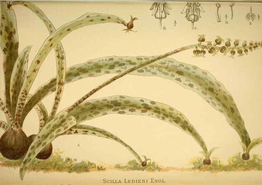 Reproducción/Reproduction 49717710921: Gartenflora.. Erlangen :F. Enke,1852-1940.. 