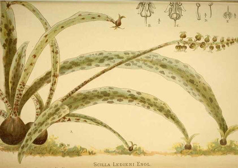 Reproducción/Reproduction 49717710921: Gartenflora.. Erlangen :F. Enke,1852-1940.. 