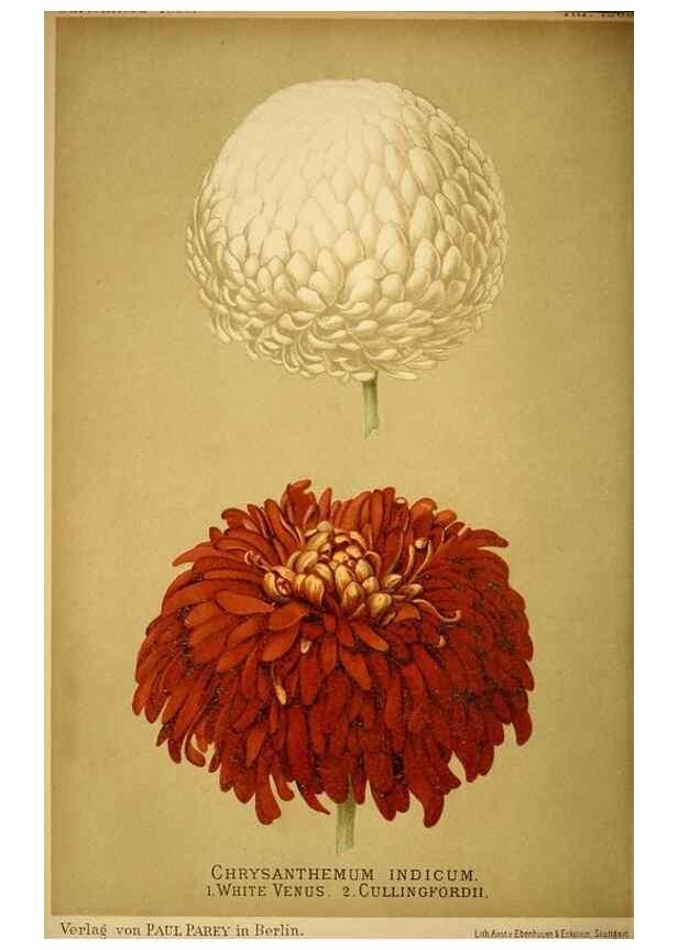 Reproducción/Reproduction 49717171608: Gartenflora.. Erlangen :F. Enke,1852-1940.. 