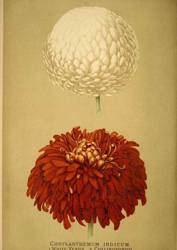 Reproducción/Reproduction 49717171608: Gartenflora.. Erlangen :F. Enke,1852-1940.. 