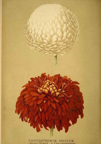 Reproducción/Reproduction 49717171608: Gartenflora.. Erlangen :F. Enke,1852-1940.. 