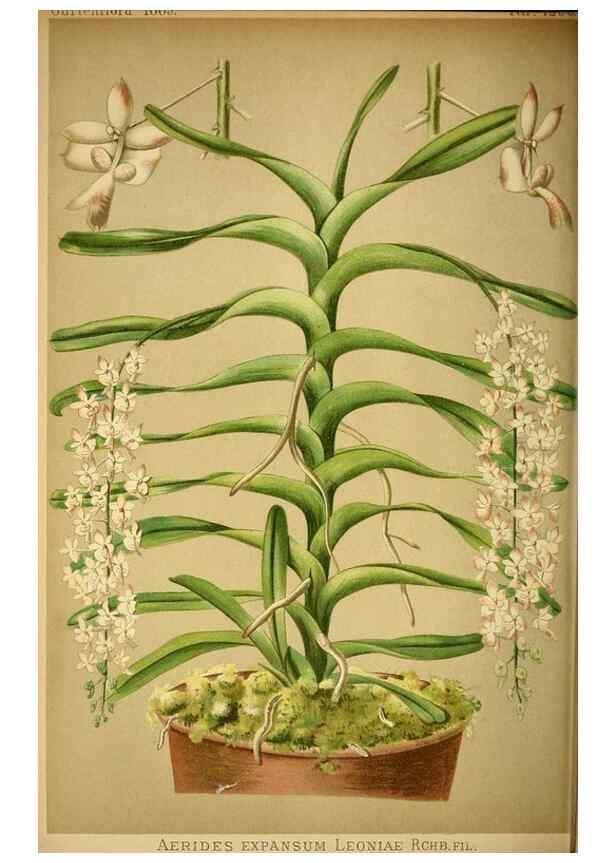 Reproducción/Reproduction 49717171888: Gartenflora.. Erlangen :F. Enke,1852-1940.. 