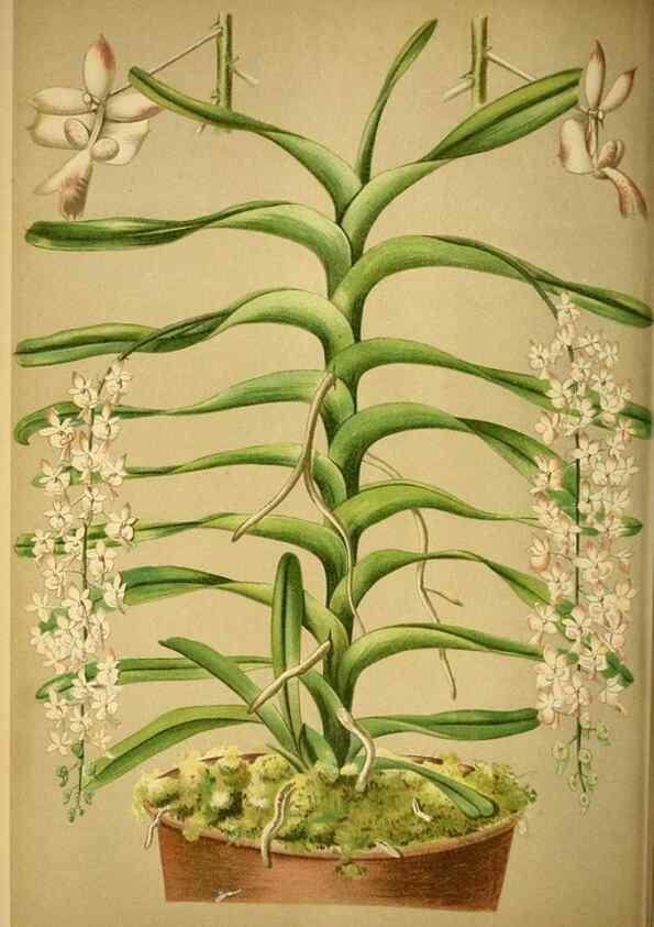 Reproducción/Reproduction 49717171888: Gartenflora.. Erlangen :F. Enke,1852-1940.. 