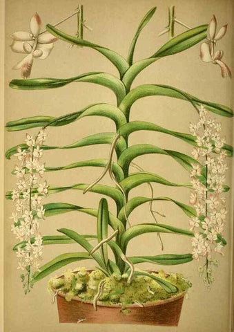Reproducción/Reproduction 49717171888: Gartenflora.. Erlangen :F. Enke,1852-1940.. 