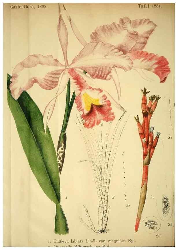 Reproducción/Reproduction 49717782592: Gartenflora.. Erlangen :F. Enke,1852-1940.. 