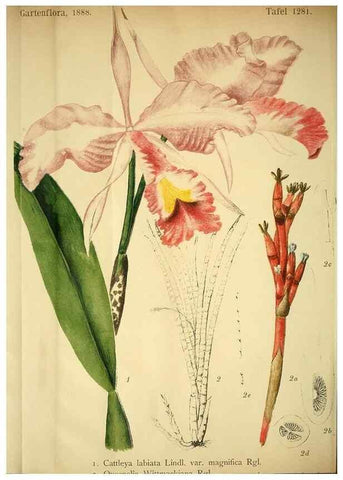 Reproducción/Reproduction 49717782592: Gartenflora.. Erlangen :F. Enke,1852-1940.. 