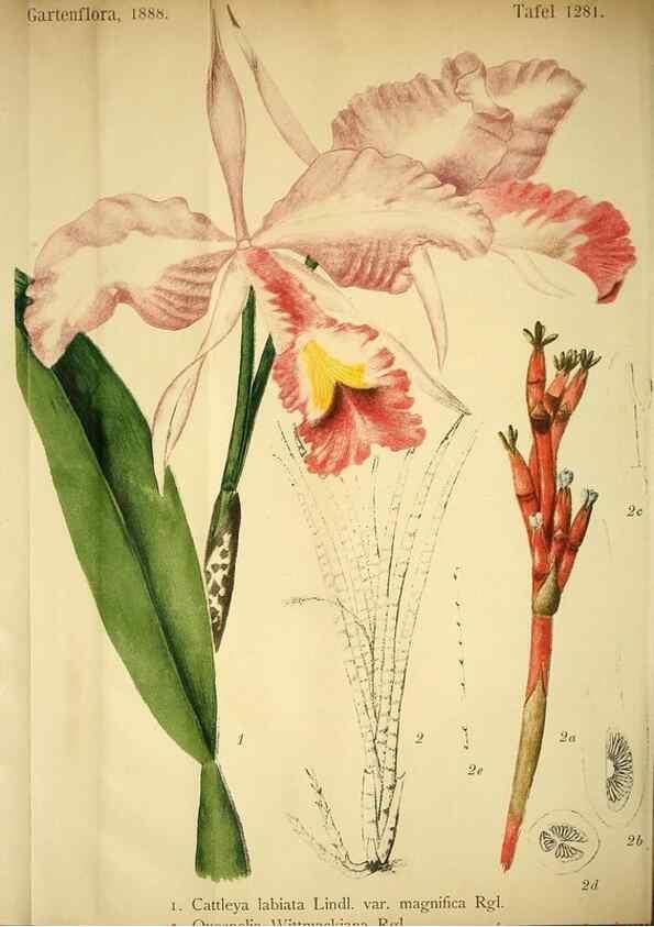 Reproducción/Reproduction 49717782592: Gartenflora.. Erlangen :F. Enke,1852-1940.. 