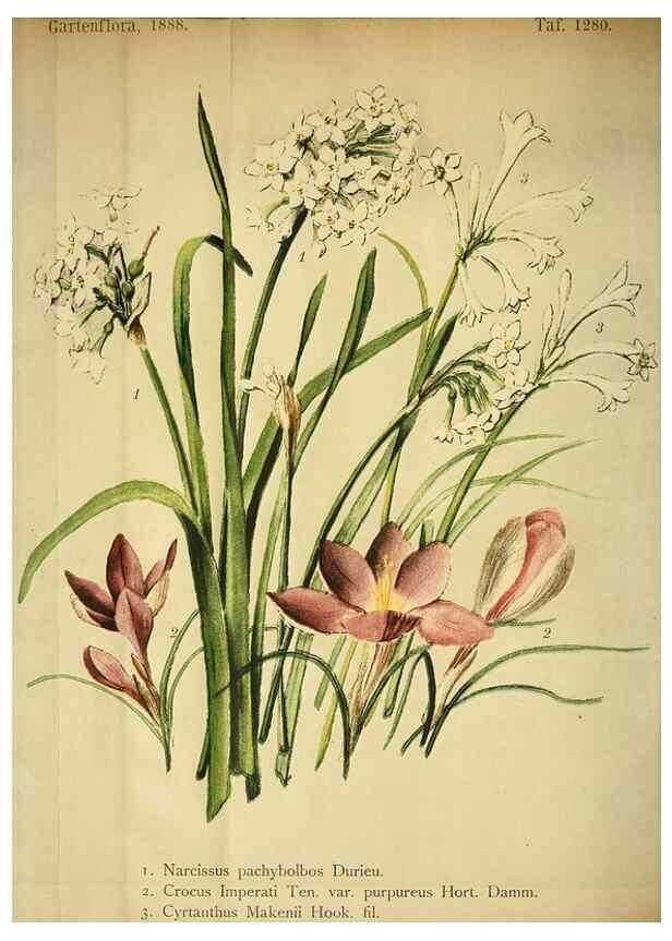 Reproducción/Reproduction 49716930428: Gartenflora.. Erlangen :F. Enke,1852-1940.. 