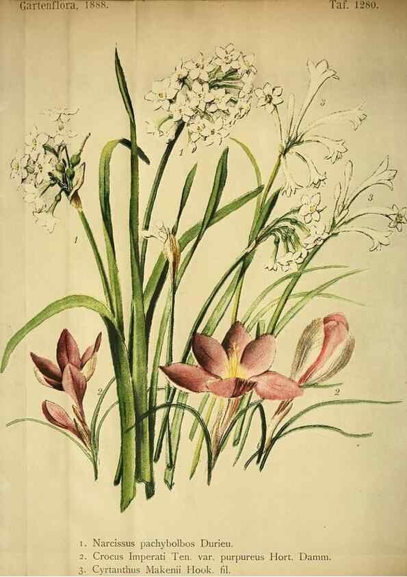 Reproducción/Reproduction 49716930428: Gartenflora.. Erlangen :F. Enke,1852-1940.. 