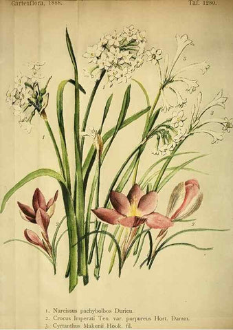 Reproducción/Reproduction 49716930428: Gartenflora.. Erlangen :F. Enke,1852-1940.. 