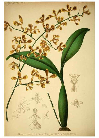 Reproducción/Reproduction 49717782072: Gartenflora.. Erlangen :F. Enke,1852-1940.. 