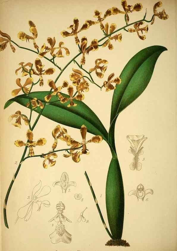 Reproducción/Reproduction 49717782072: Gartenflora.. Erlangen :F. Enke,1852-1940.. 