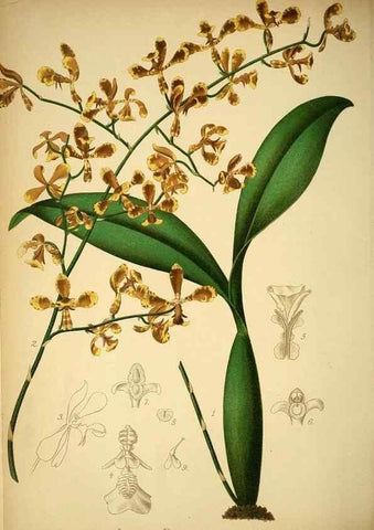 Reproducción/Reproduction 49717782072: Gartenflora.. Erlangen :F. Enke,1852-1940.. 