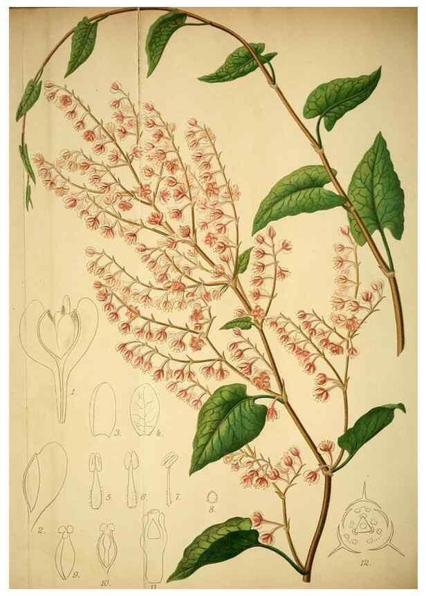Reproducción/Reproduction 49717469181: Gartenflora.. Erlangen :F. Enke,1852-1940.. 