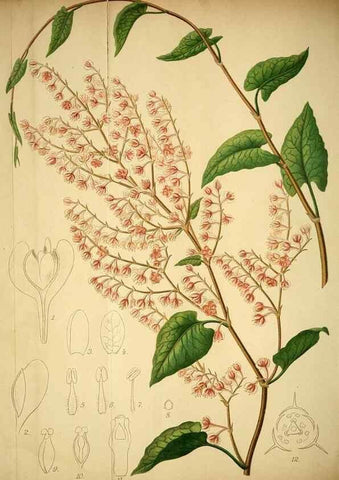 Reproducción/Reproduction 49717469181: Gartenflora.. Erlangen :F. Enke,1852-1940.. 