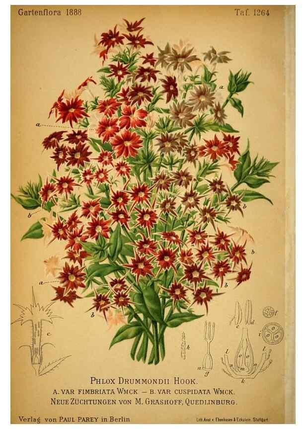 Reproducción/Reproduction 49717777887: Gartenflora.. Erlangen :F. Enke,1852-1940.. 