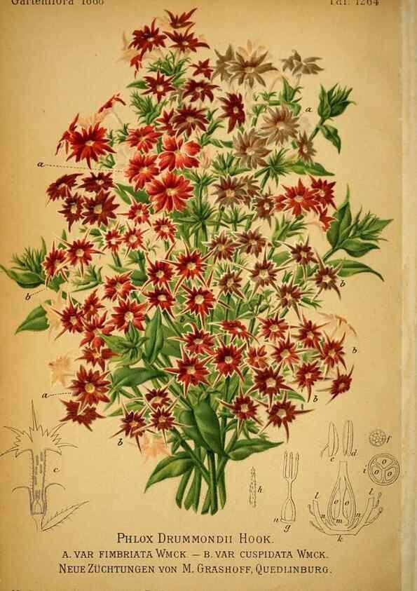 Reproducción/Reproduction 49717777887: Gartenflora.. Erlangen :F. Enke,1852-1940.. 