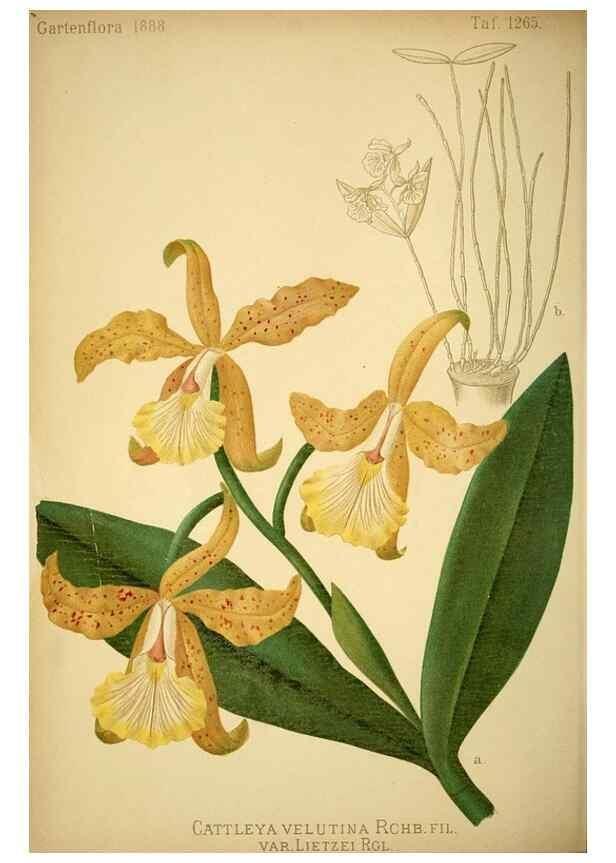Reproducción/Reproduction 49716926168: Gartenflora.. Erlangen :F. Enke,1852-1940.. 