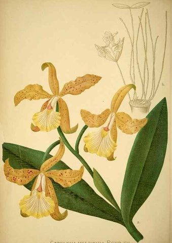 Reproducción/Reproduction 49716926168: Gartenflora.. Erlangen :F. Enke,1852-1940.. 