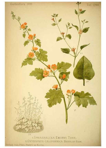 Reproducción/Reproduction 49716926363: Gartenflora.. Erlangen :F. Enke,1852-1940.. 