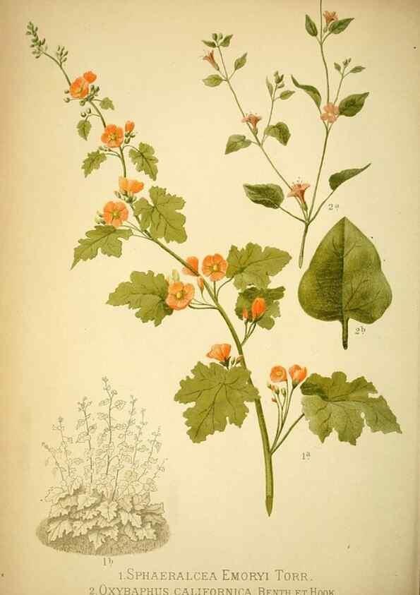 Reproducción/Reproduction 49716926363: Gartenflora.. Erlangen :F. Enke,1852-1940.. 