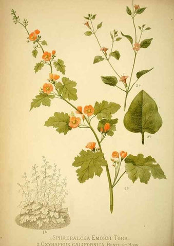 Reproducción/Reproduction 49716926363: Gartenflora.. Erlangen :F. Enke,1852-1940.. 