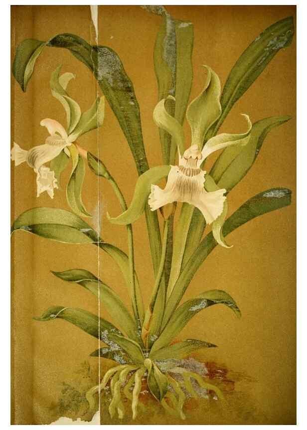 Reproducción/Reproduction 49717465926: Gartenflora.. Erlangen :F. Enke,1852-1940.. 