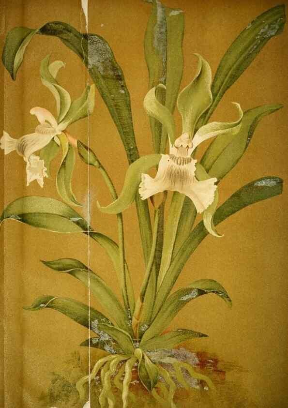 Reproducción/Reproduction 49717465926: Gartenflora.. Erlangen :F. Enke,1852-1940.. 