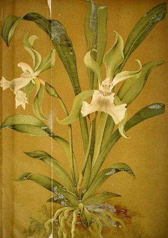 Reproducción/Reproduction 49717465926: Gartenflora.. Erlangen :F. Enke,1852-1940.. 