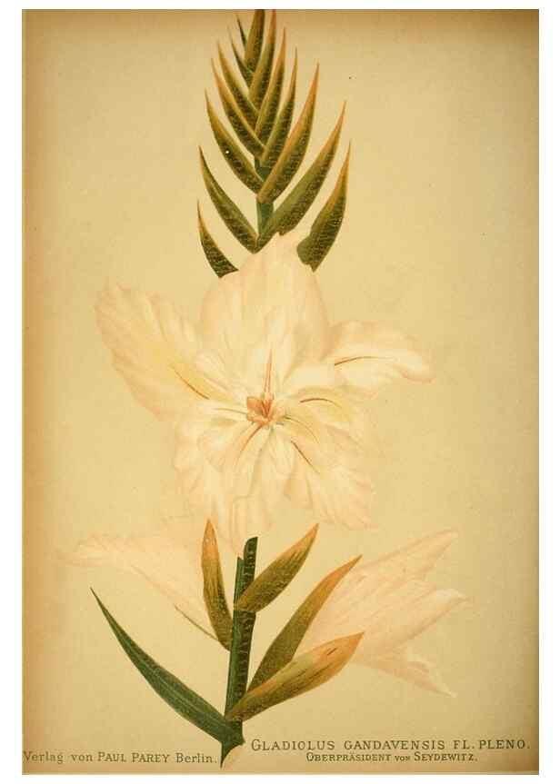 Reproducción/Reproduction 49717466261: Gartenflora.. Erlangen :F. Enke,1852-1940.. 