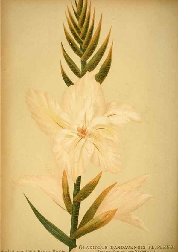 Reproducción/Reproduction 49717466261: Gartenflora.. Erlangen :F. Enke,1852-1940.. 