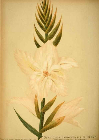 Reproducción/Reproduction 49717466261: Gartenflora.. Erlangen :F. Enke,1852-1940.. 