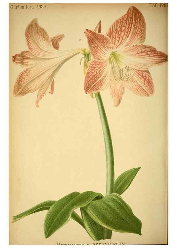 Reproducción/Reproduction 49718025222: Gartenflora.. Erlangen :F. Enke,1852-1940.. 