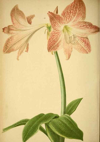 Reproducción/Reproduction 49718025222: Gartenflora.. Erlangen :F. Enke,1852-1940.. 