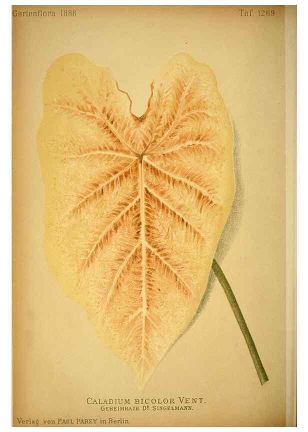 Reproducción/Reproduction 49716927228: Gartenflora.. Erlangen :F. Enke,1852-1940.. 