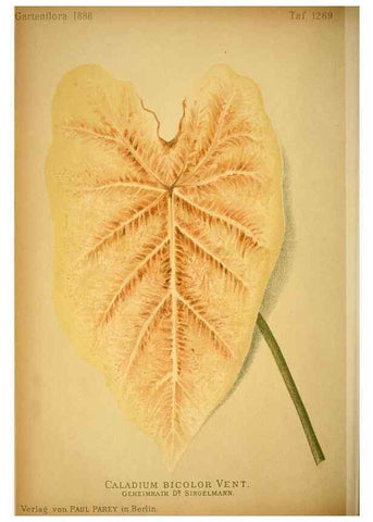 Reproducción/Reproduction 49716927228: Gartenflora.. Erlangen :F. Enke,1852-1940.. 