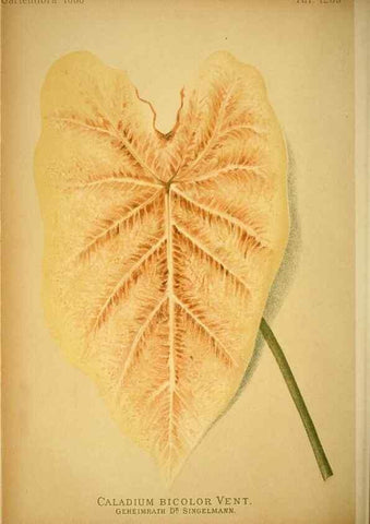 Reproducción/Reproduction 49716927228: Gartenflora.. Erlangen :F. Enke,1852-1940.. 