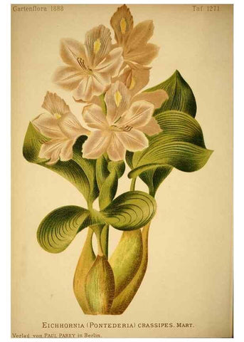 Reproducción/Reproduction 49717467056: Gartenflora.. Erlangen :F. Enke,1852-1940.. 