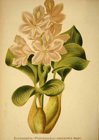 Reproducción/Reproduction 49717467056: Gartenflora.. Erlangen :F. Enke,1852-1940.. 