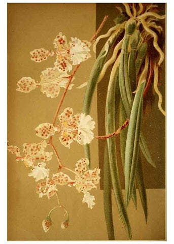 Reproducción/Reproduction 49717780237: Gartenflora.. Erlangen :F. Enke,1852-1940.. 