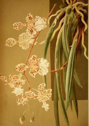 Reproducción/Reproduction 49717780237: Gartenflora.. Erlangen :F. Enke,1852-1940.. 