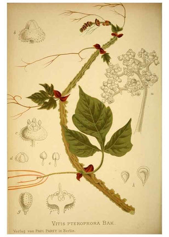 Reproducción/Reproduction 49717467721: Gartenflora.. Erlangen :F. Enke,1852-1940.. 