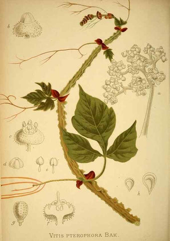 Reproducción/Reproduction 49717467721: Gartenflora.. Erlangen :F. Enke,1852-1940.. 