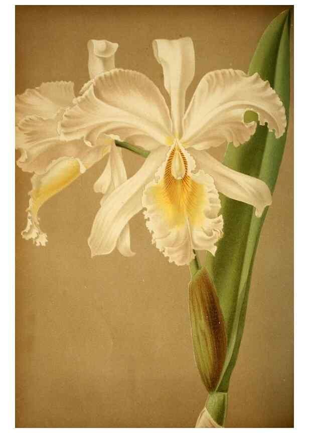 Reproducción/Reproduction 49716928693: Gartenflora.. Erlangen :F. Enke,1852-1940.. 