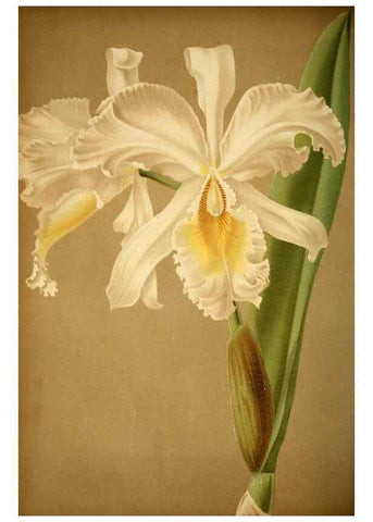 Reproducción/Reproduction 49716928693: Gartenflora.. Erlangen :F. Enke,1852-1940.. 