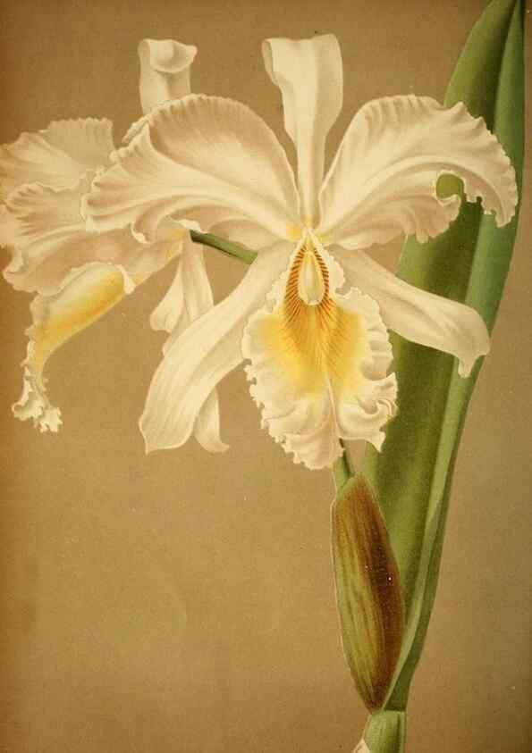 Reproducción/Reproduction 49716928693: Gartenflora.. Erlangen :F. Enke,1852-1940.. 