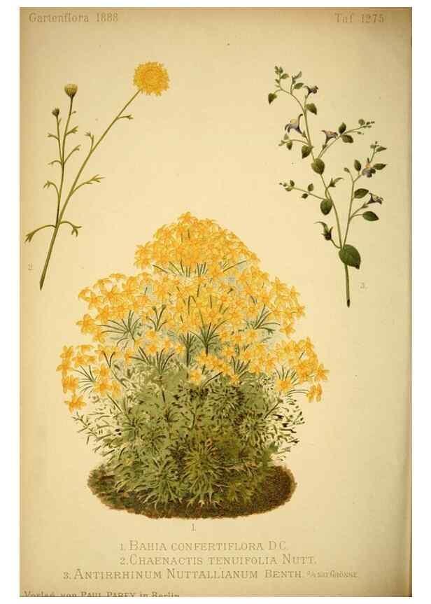 Reproducción/Reproduction 49717468246: Gartenflora.. Erlangen :F. Enke,1852-1940.. 