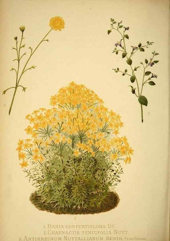 Reproducción/Reproduction 49717468246: Gartenflora.. Erlangen :F. Enke,1852-1940.. 